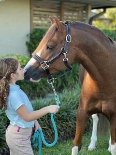 Fancy Stitched Padded Pony Halter BROWN