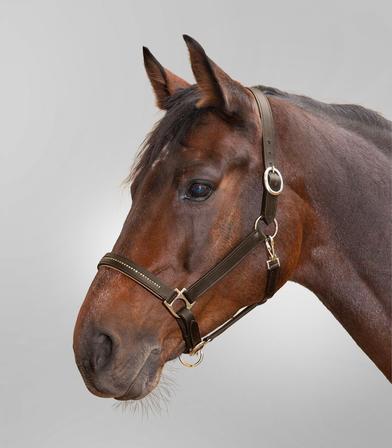 Diamond Star Leather Halter BROWN/GOLD