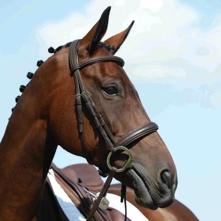 Syntovia + Synthetic Padded Raised Bridle BROWN