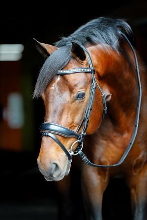 Elite Dressage Bridle BLACK/COGNAC